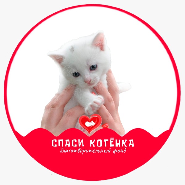 Спаси Котенка