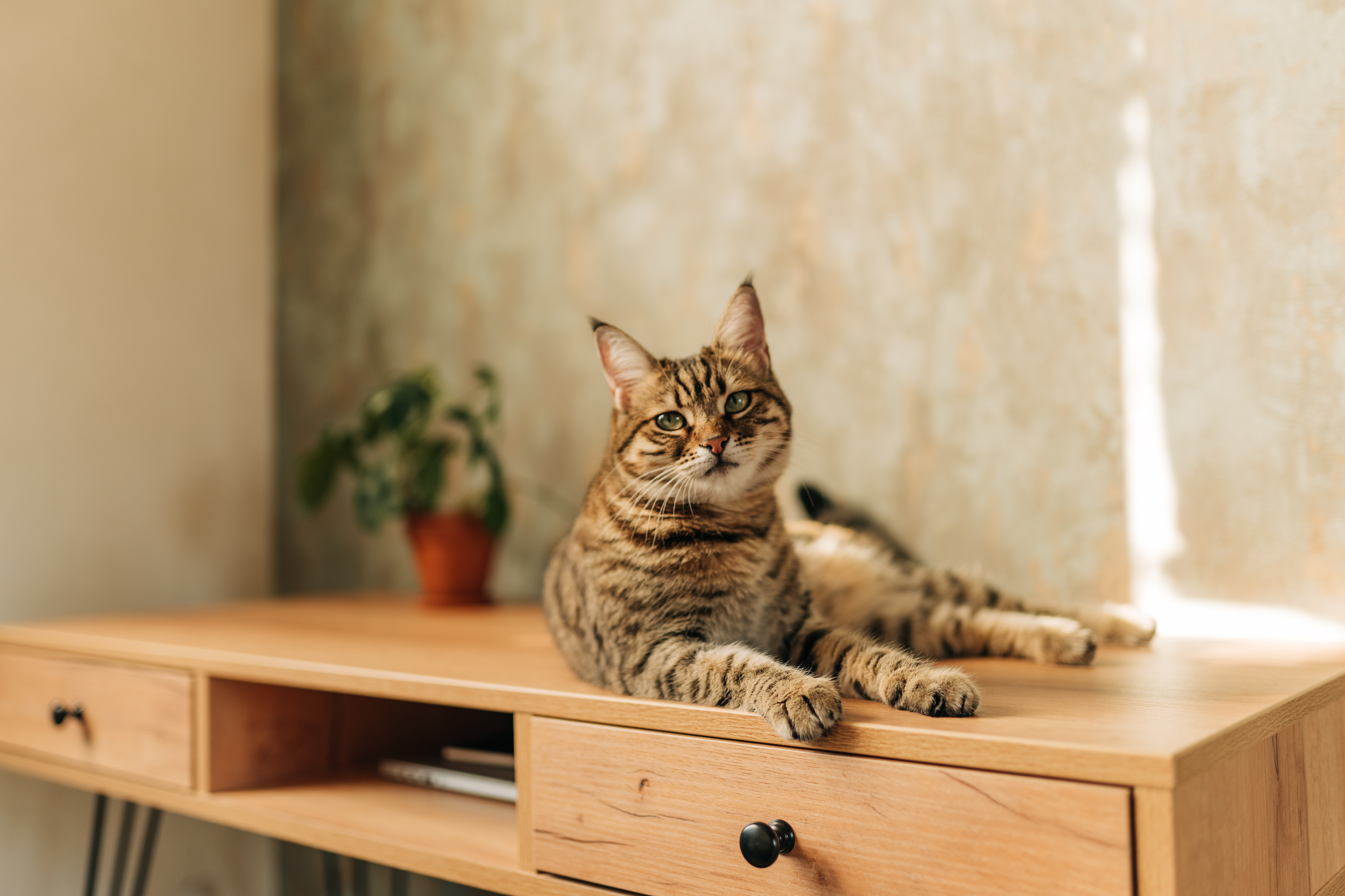 Кошка лежит на тумбе