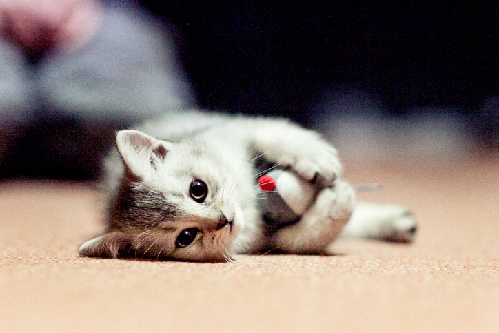 Котенок лежит на полу с игрушкой