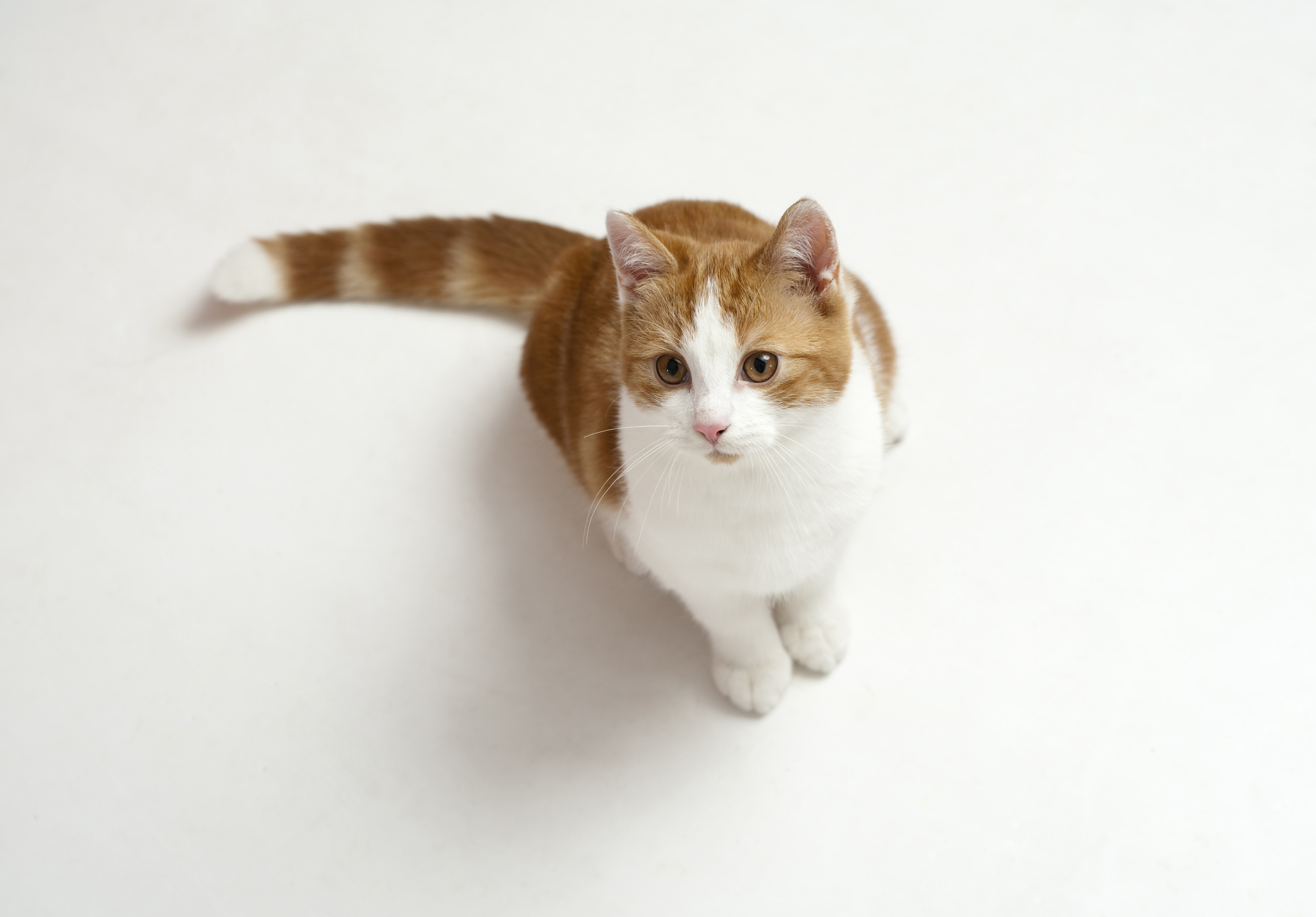 кошка смотрит наверх