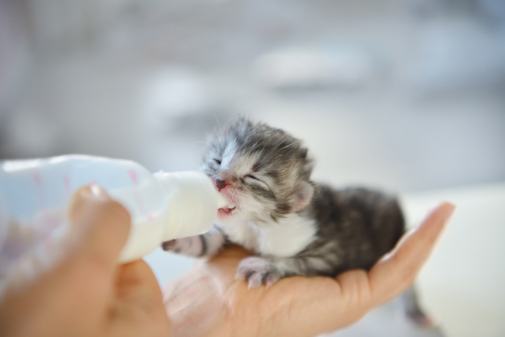 питание кошки