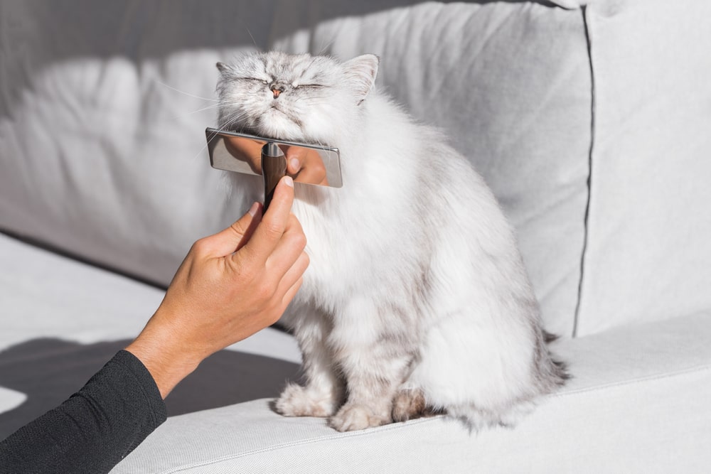 кошка