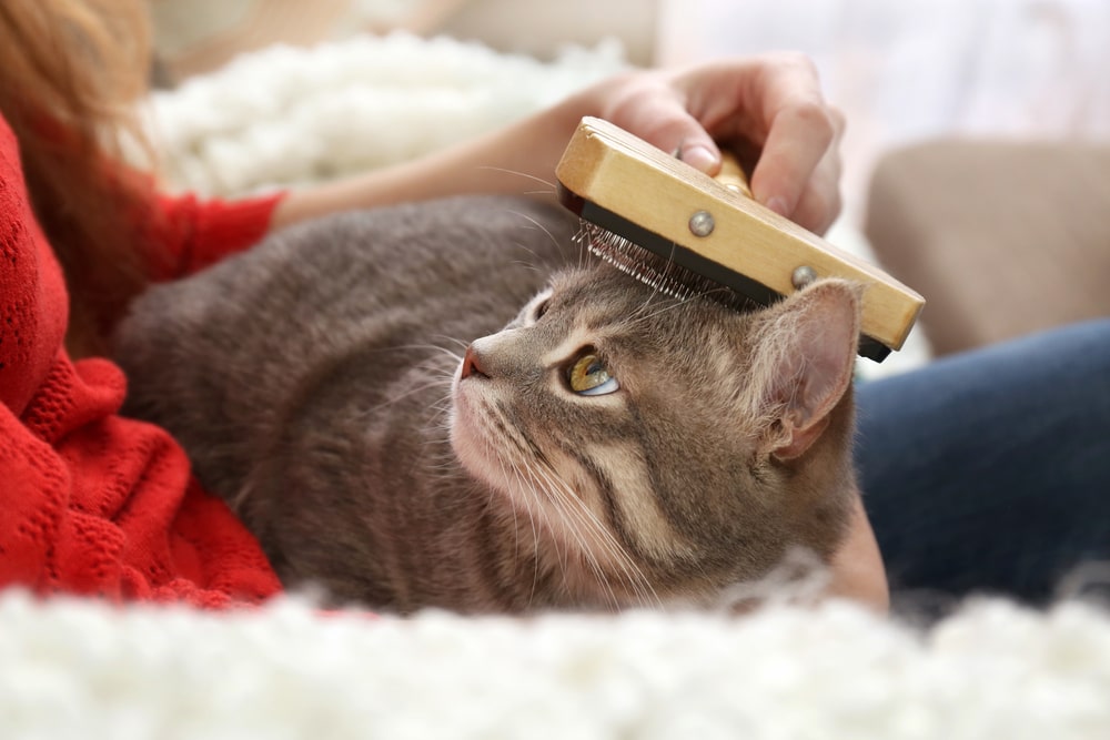 кошка